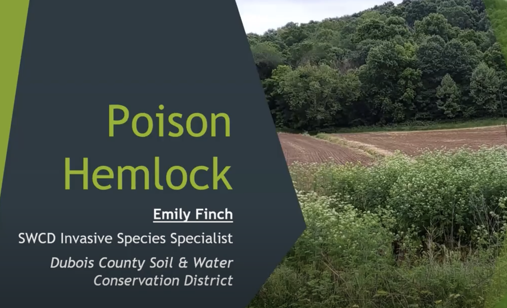 Poison Hemlock & Teasel